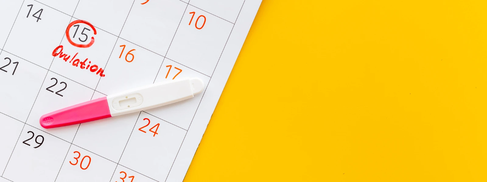 Ein Ovulationstest liegt auf einem Papierkalender, bei dem der 15. Tag rot eingekreist und mit dem handschriftlichen Wort ‚Ovulation‘ markiert ist. Die Szene ist schräg auf einem kräftigen gelben Hintergrund arrangiert.