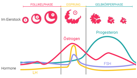Eine übersichtliche Infografik des weiblichen Zyklus. Von oben nach unten werden die drei Phasen (Follikelphase, Eisprung, Gelbkörperphase) mit den entsprechenden Hormonverläufen von Östrogen, Progesteron, LH und FSH dargestellt. Darunter folgen Illustrationen der Eifollikel-Entwicklung im Eierstock. Die Grafik verdeutlicht den biologischen Zusammenhang zwischen Hormonschwankungen und der Temperaturveränderung im Zyklus, was die Grundlage für die trackle-Messung bildet.