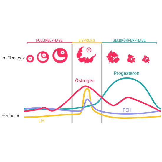 Eine übersichtliche Infografik des weiblichen Zyklus. Von oben nach unten werden die drei Phasen (Follikelphase, Eisprung, Gelbkörperphase) mit den entsprechenden Hormonverläufen von Östrogen, Progesteron, LH und FSH dargestellt. Darunter folgen Illustrationen der Eifollikel-Entwicklung im Eierstock. Die Grafik verdeutlicht den biologischen Zusammenhang zwischen Hormonschwankungen und der Temperaturveränderung im Zyklus, was die Grundlage für die trackle-Messung bildet.