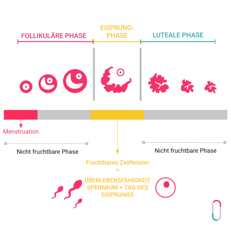 Eine informative Zyklus-Grafik, die in drei Phasen unterteilt ist: Follikelphase, Eisprungphase und Lutealphase. Oben wird die Entwicklung der Eizelle schematisch dargestellt. Ein Zeitstrahl zeigt die Menstruation, gefolgt von einer nicht fruchtbaren Phase, dem gelb markierten fruchtbaren Zeitfenster rund um den Eisprung und der anschließenden unfruchtbaren Phase. Unten wird erklärt, dass sich das fruchtbare Zeitfenster aus der Überlebensfähigkeit der Spermien und dem Tag des Eisprungs zusammensetzt.