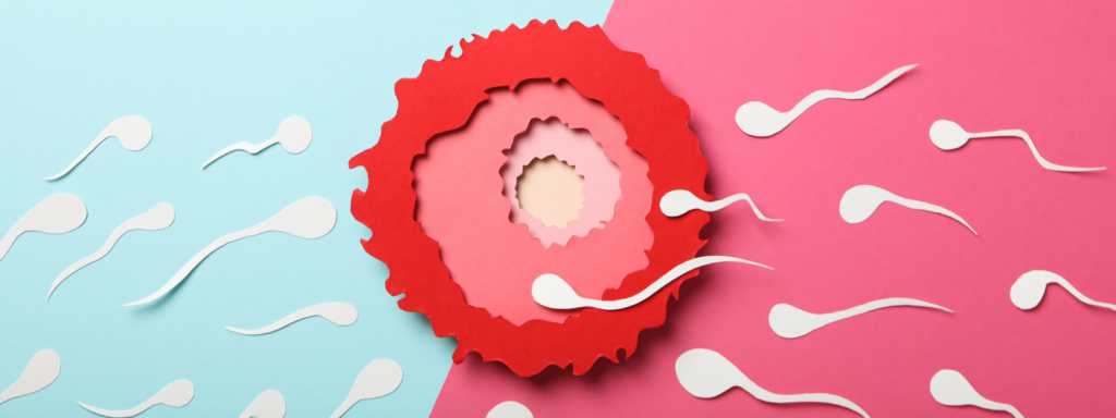 Eine stilisierte Illustration der Befruchtung auf einem zweigeteilten Hintergrund in Hellblau und Pink. In der Mitte befindet sich eine große, rote, mehrschichtige Papiergrafik, die eine Eizelle darstellt. Zahlreiche weiße, spermienförmige Ausschnitte schwimmen von beiden Seiten auf das Zentrum zu.