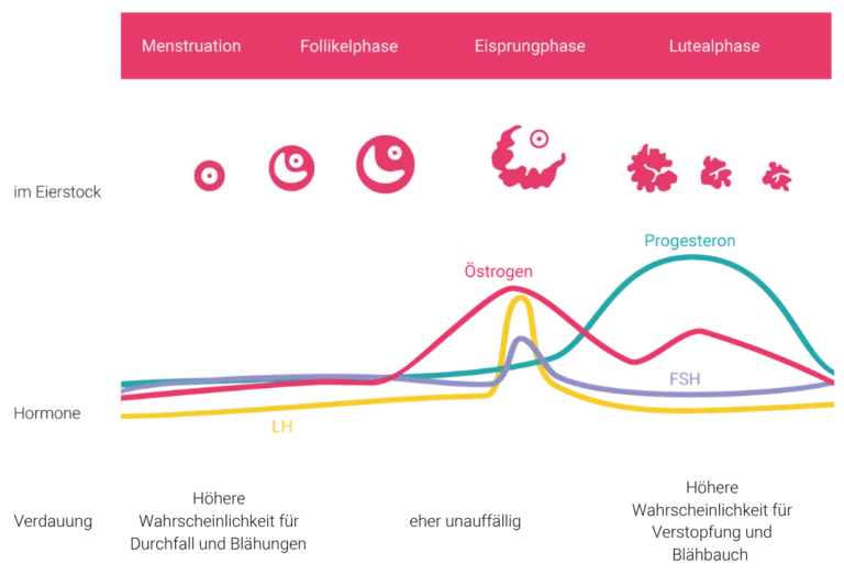 Infografik zum weiblichen Zyklus mit drei Ebenen: 1. Die Zyklusphasen (Menstruation bis Lutealphase) und die Follikelreifung im Eierstock. 2. Der Verlauf der Hormone Östrogen, Progesteron, LH und FSH. 3. Der Einfluss auf die Verdauung, mit Hinweisen auf höhere Wahrscheinlichkeit für Durchfall während der Periode und Verstopfung in der Lutealphase.