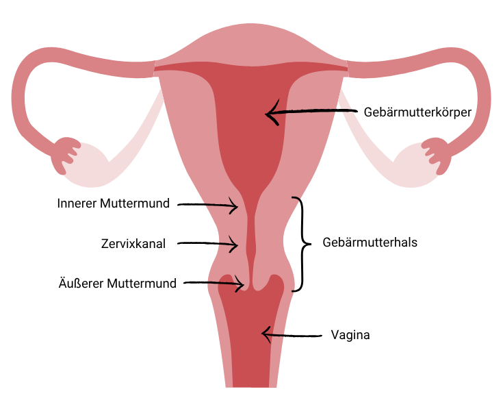 Schematische Darstellung der weiblichen Fortpflanzungsorgane mit Beschriftung: Gebärmutterkörper, innerer Muttermund, Zervixkanal, äußerer Muttermund, Gebärmutterhals (Zervix) und Vagina.