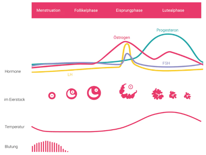 Eine übersichtliche Infografik des weiblichen Zyklus. Von oben nach unten werden die vier Phasen (Menstruation, Follikelphase, Eisprungphase, Lutealphase) mit den entsprechenden Hormonverläufen von Östrogen, Progesteron, LH und FSH dargestellt. Darunter folgen Illustrationen der Eifollikel-Entwicklung im Eierstock, die dazugehörige Kurve der Basaltemperatur sowie die Intensität der Blutung. Die Grafik verdeutlicht den Temperaturanstieg nach dem Eisprung.